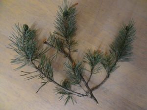 Mexikanische Pinyon - Lärche